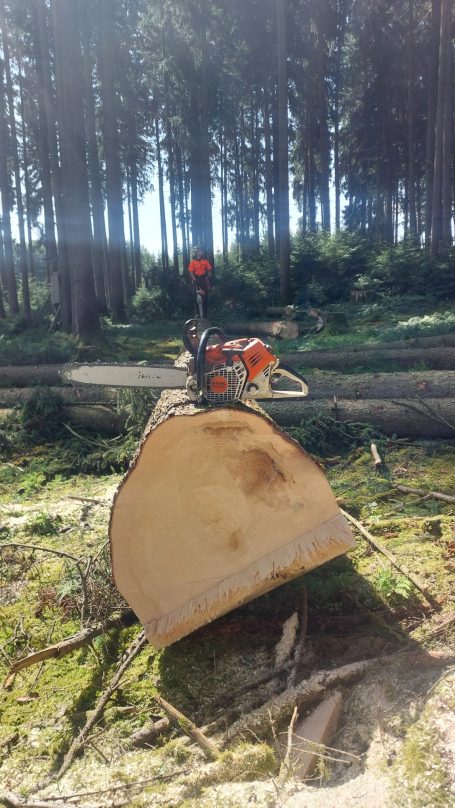 motormanueller Holzeinschlag